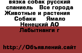 вязка собак русский спаниель - Все города Животные и растения » Собаки   . Ямало-Ненецкий АО,Лабытнанги г.